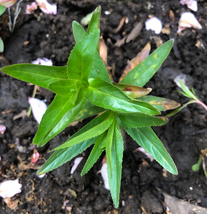 square-stemmed willowherb