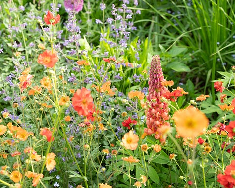 Pollinator plants throughout the season