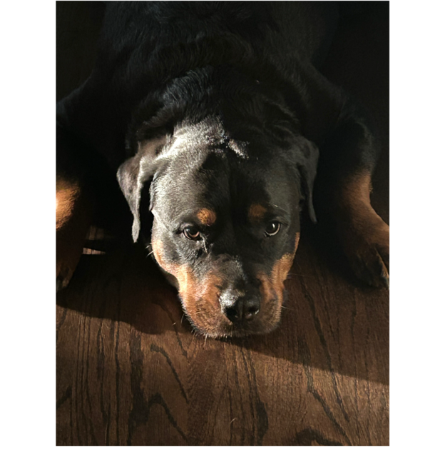 A dog lying on the floor

AI-generated content may be incorrect.