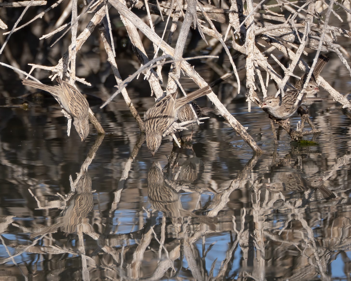 20250409-ElRio-10-Edit.jpg