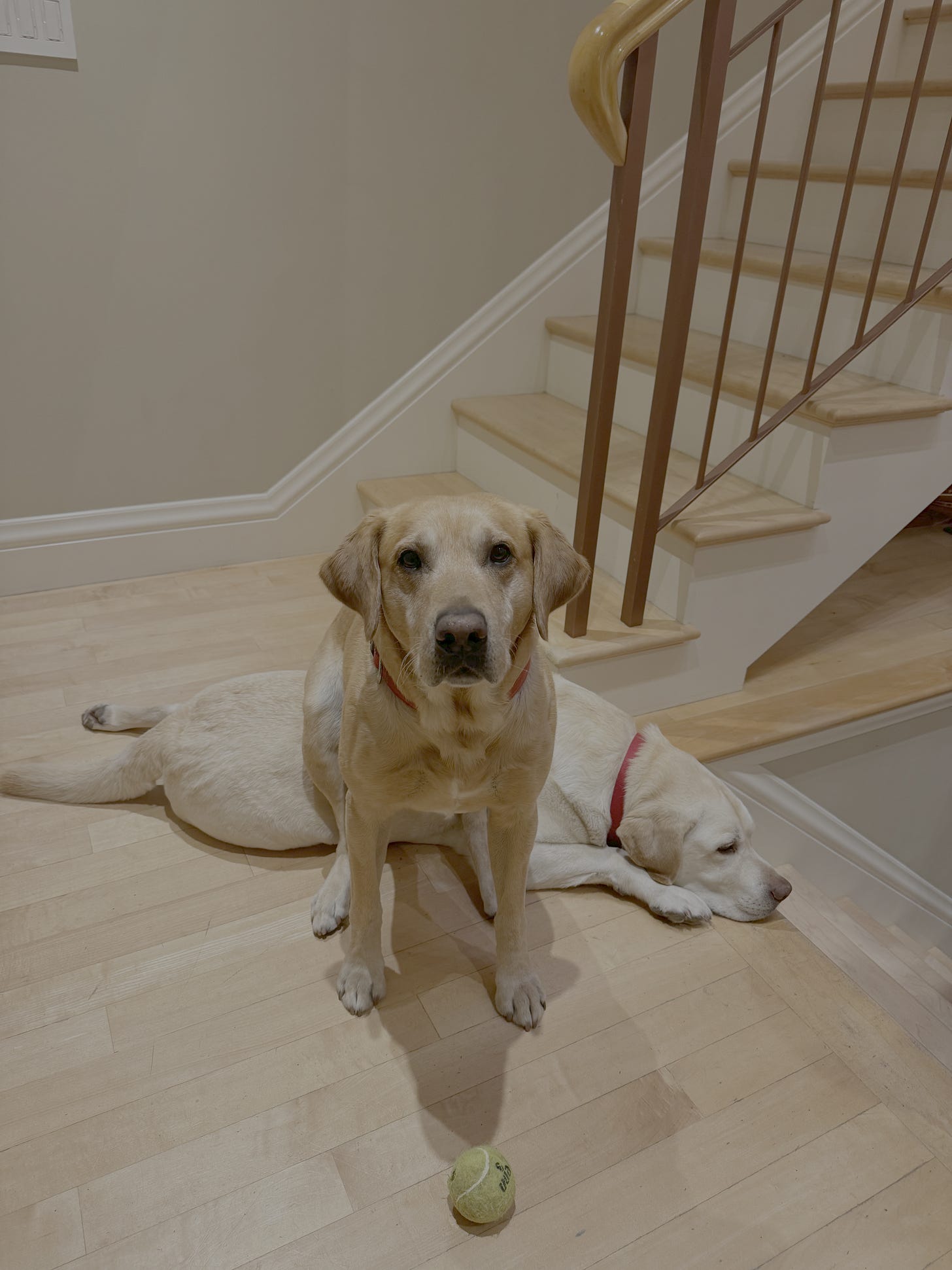 One big blond labrador is lying on the floor, while the other caramel labrador looks expectantly at the photographer, a green tennis ball placed in front of him.