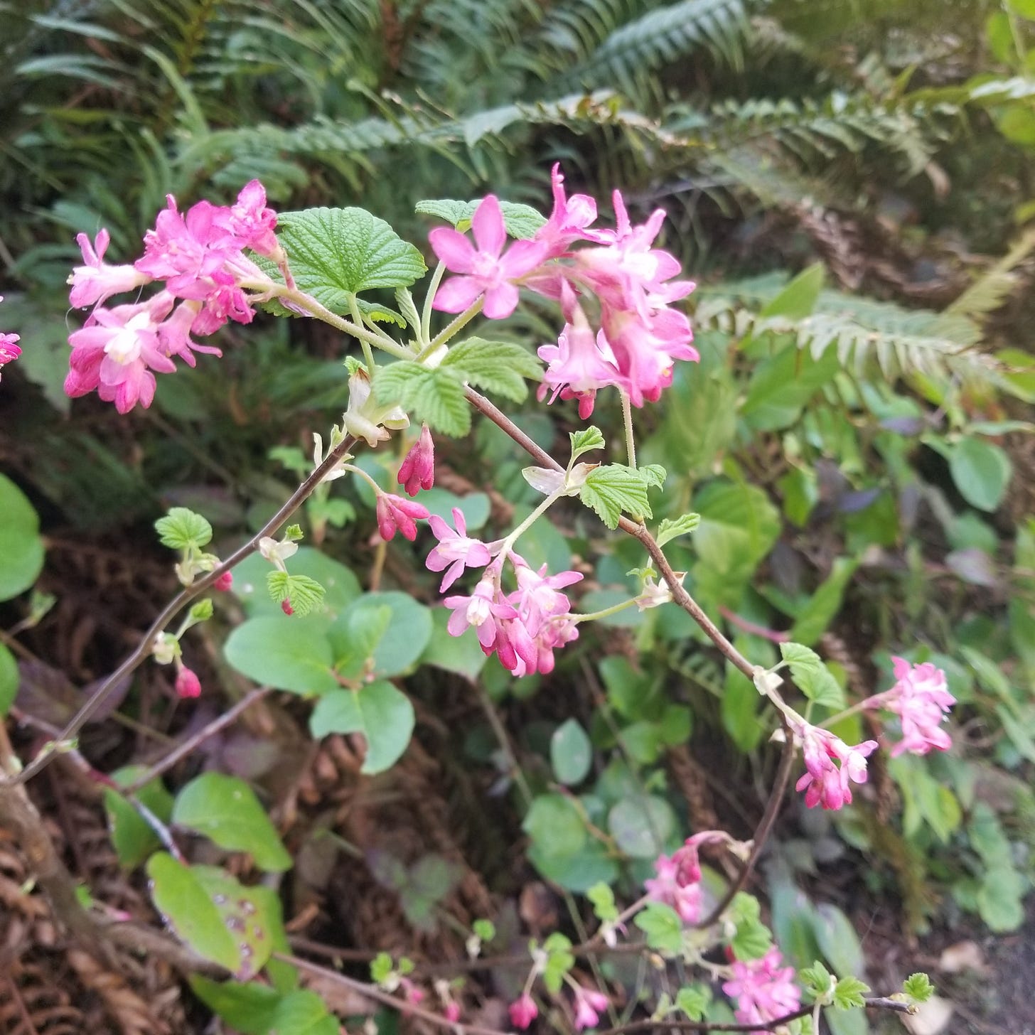 Delicate clusters of pink flowers bloom on a vine-like woody stem. Small veined leaves grow too, and are surrounded by ferns.