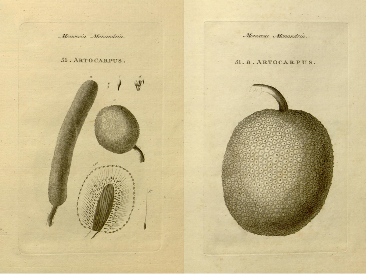 Illustrations of breadfruit from Characteres Generum Plantarum, by Johann Reinhold Forster and George Forster, 1775. Internet Archive.