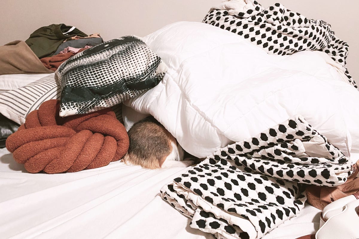 Close-up of a dog's head partially hidden under a white duvet cover and patterned blankets, suggesting coziness and a lived-in space. Close-up of a dog's head partially hidden under a white duvet cover and patterned blankets, suggesting coziness and a lived-in space.