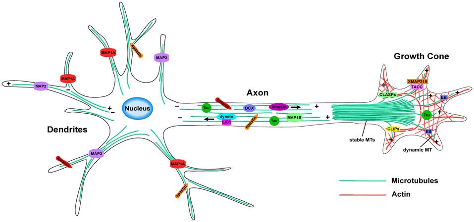 Frontiers | The Role of the Microtubule Cytoskeleton in Neurodevelopmental Disorders Frontiers | The Role of the Microtubule Cytoskeleton in Neurodevelopmental Disorders