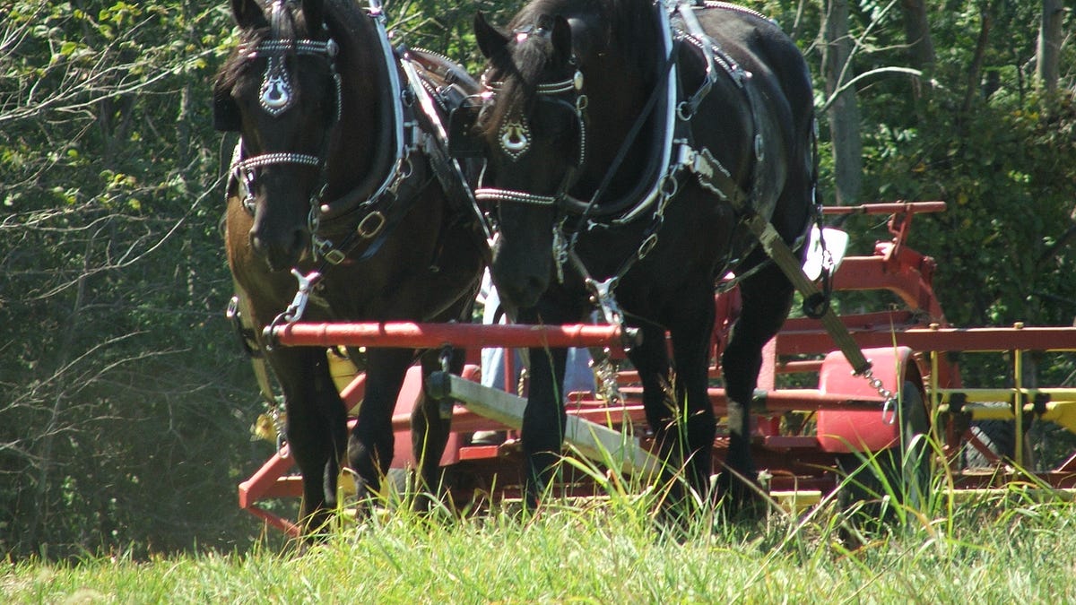 Homesteading: We All Need to Become Farmers Again