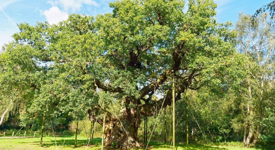 A tall oak tree with green leaves standing on a green lawn