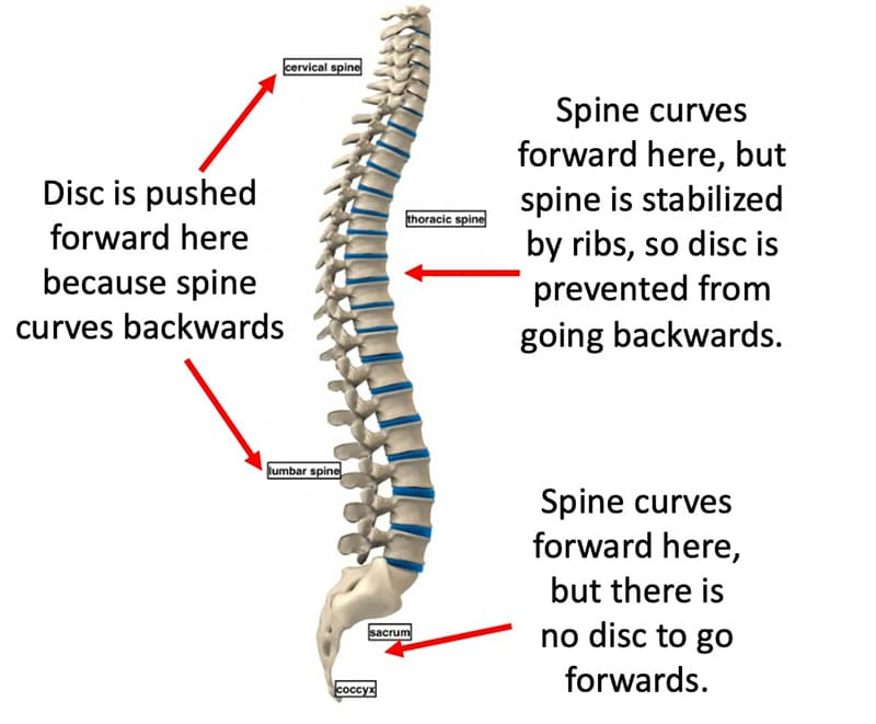 spine curves