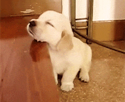 Cutest-puppies GIFs - Get the best GIF on GIPHY