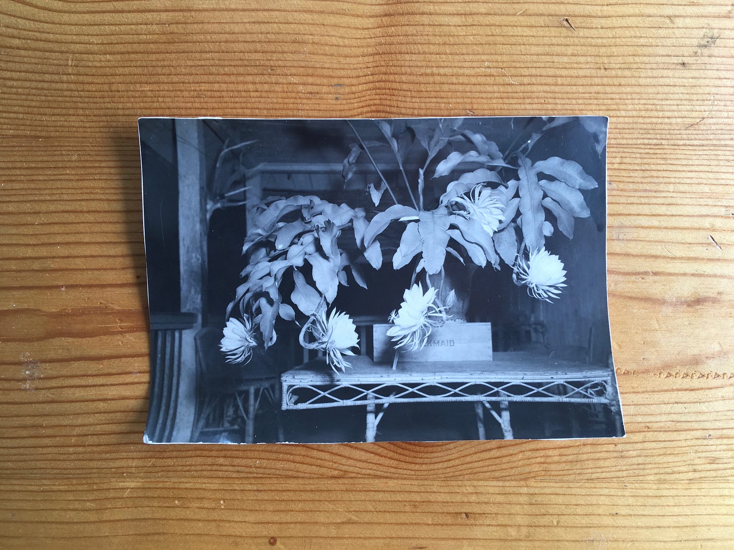 Old photograph of a queen of the night plant in black and white. Looks spooky because of the contrast from the flash, as it was taken at night when the flowers bloom. Old photograph of a queen of the night plant in black and white. Looks spooky because of the contrast from the flash, as it was taken at night when the flowers bloom.