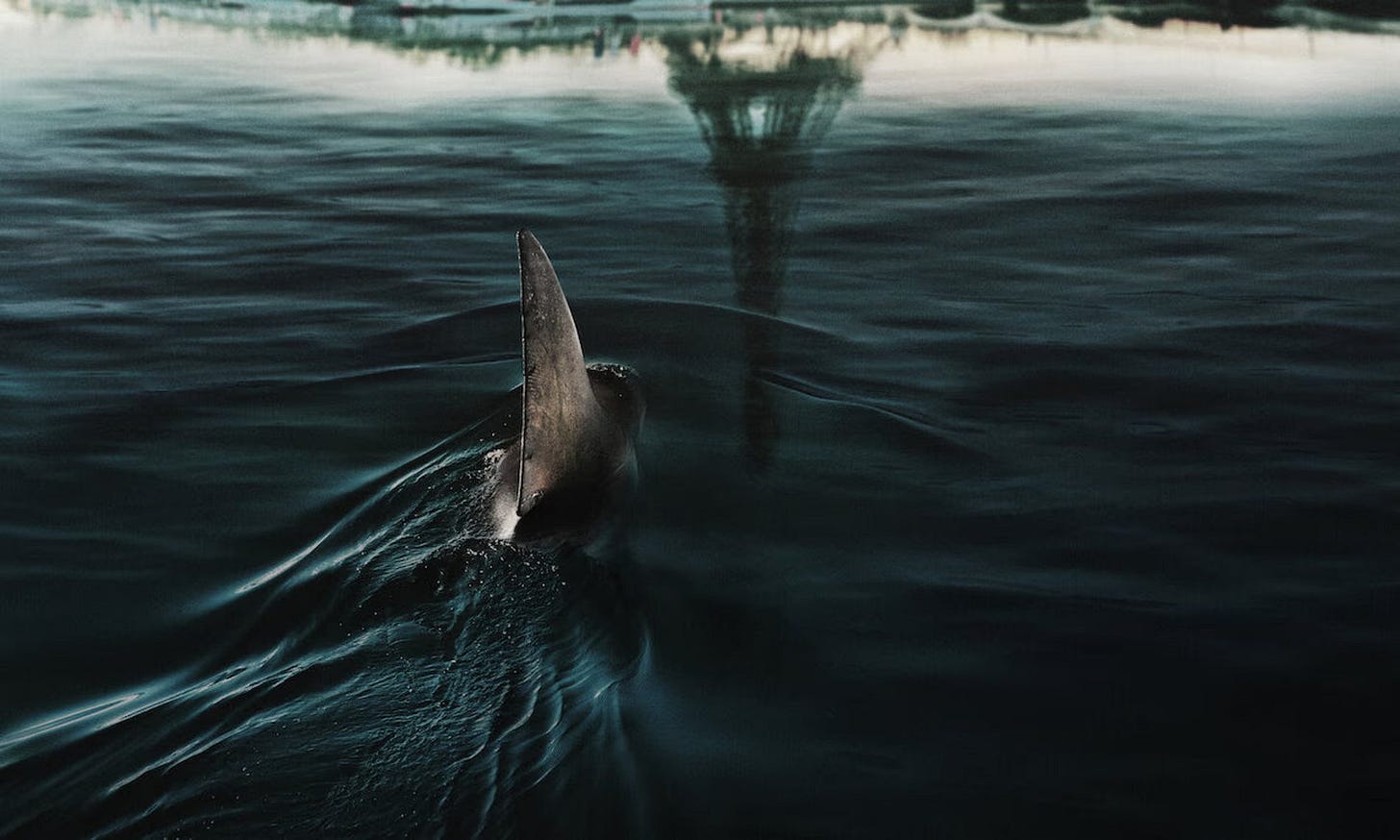 Shark in River Seine