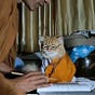 lostcat's avatar