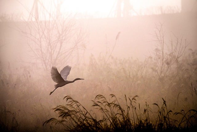 Free Egret Flying photo and picture