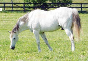 Bull Inthe Heather dies at Old Friends | News | news-graphic.com