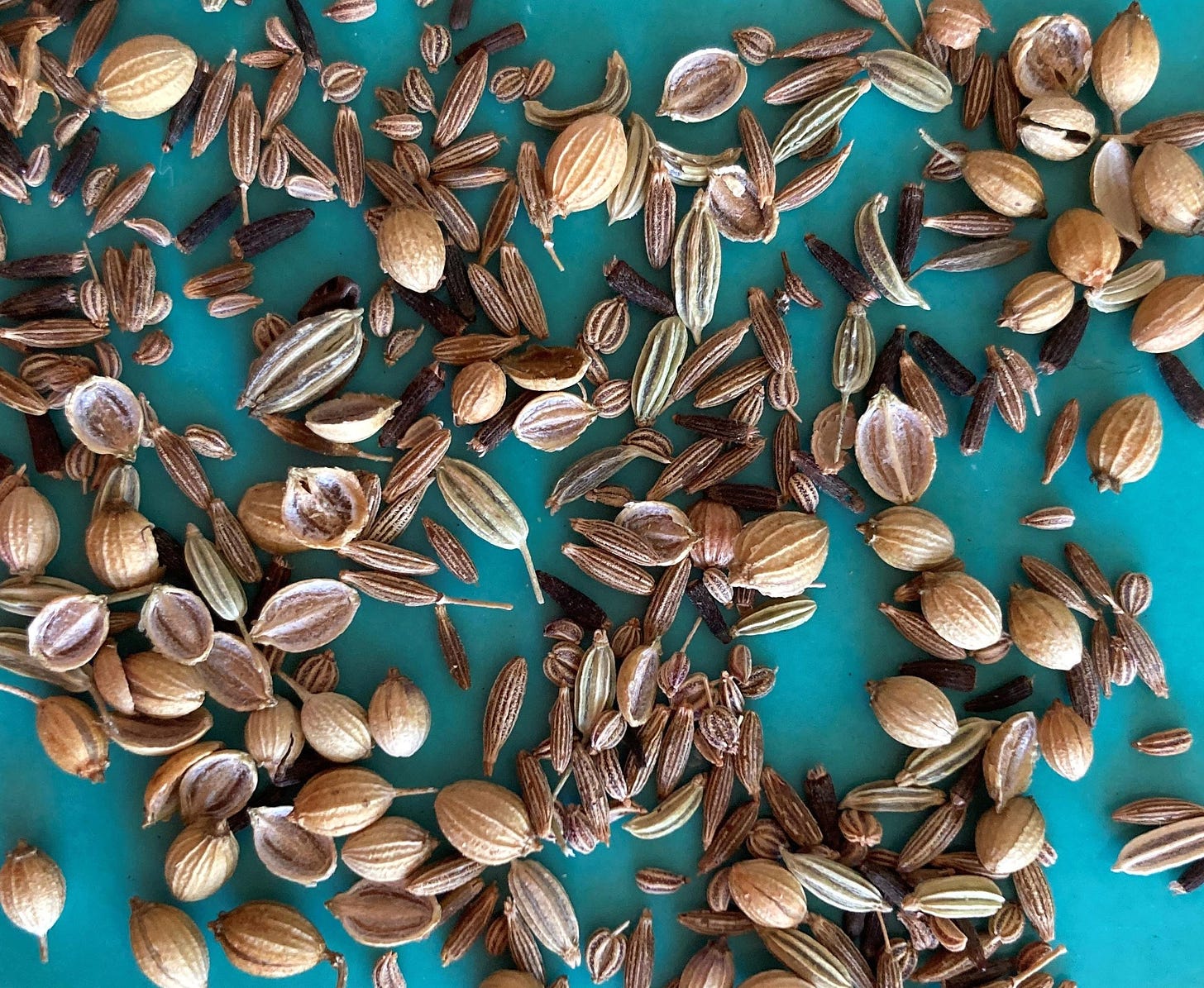 A photograph showing a close view of spice seeds against a blue-green background A photograph showing a close view of spice seeds against a blue-green background