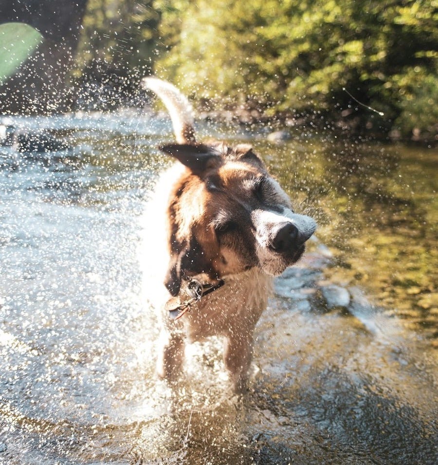 brown and white short coated dog running on water during daytime