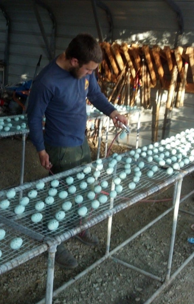 eggs painted to look like Marbled Murrelet eggs are injected with a chemical to cause jays to vomit eggs painted to look like Marbled Murrelet eggs are injected with a chemical to cause jays to vomit