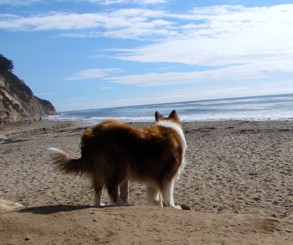 Lassie on the Beach. Photo copyright by Mark Tulin.