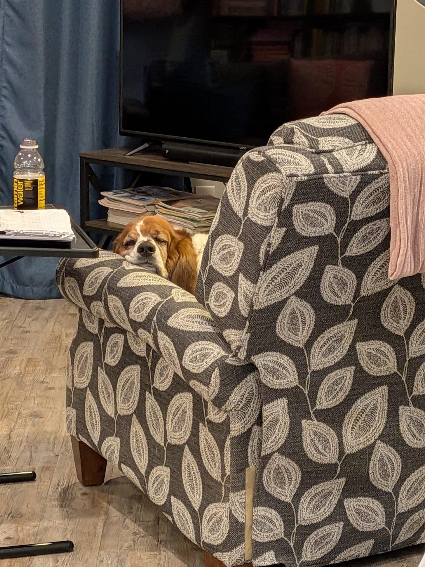 A tri-colored long-haired basset hound is shown sitting on a gray recliner with big white leaves and a pink throw blanket. Her head rests on the arm of the recliner and her eyes are closed. A tri-colored long-haired basset hound is shown sitting on a gray recliner with big white leaves and a pink throw blanket. Her head rests on the arm of the recliner and her eyes are closed.