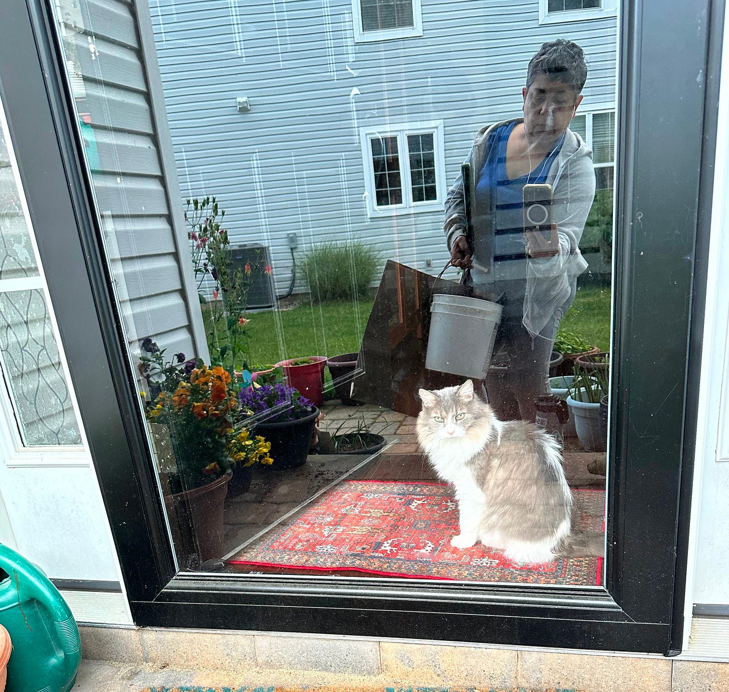 gray and white cat looks through the door at the attendant gardening