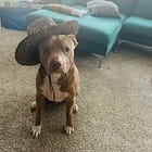 Contrarian Pet of the Week