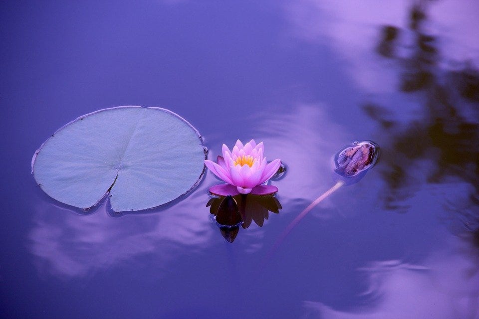Lotus, Flower, Lily Pad, Pond, Aquatic Plants