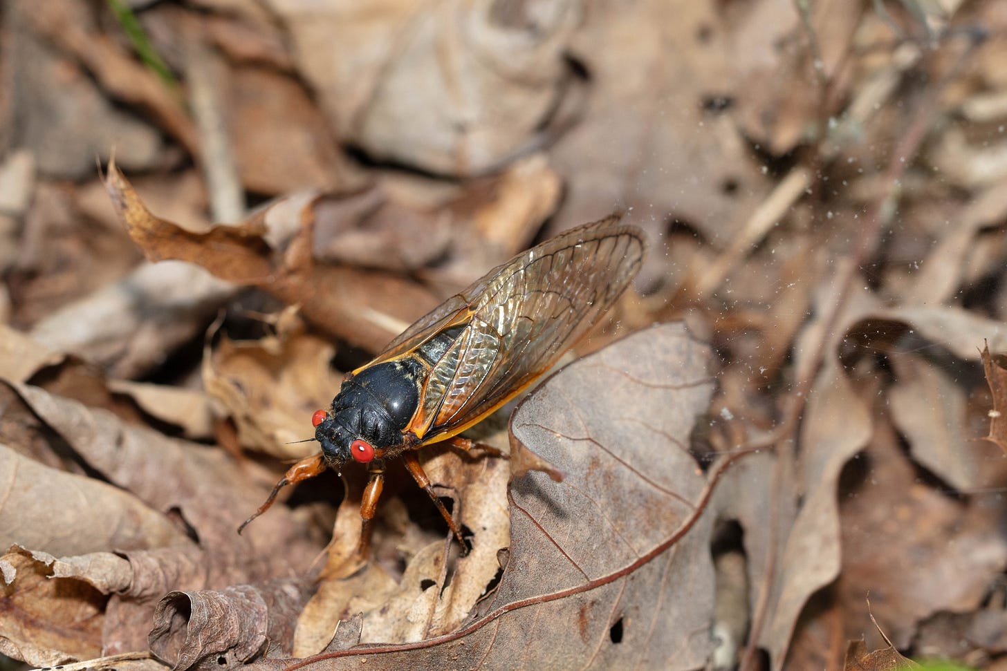 An insect with a thick short cylindrical body that is mostly black, with two huge red eyes around a face that resembles blunt nose, orange legts, and orange-veined long, glassy wings.