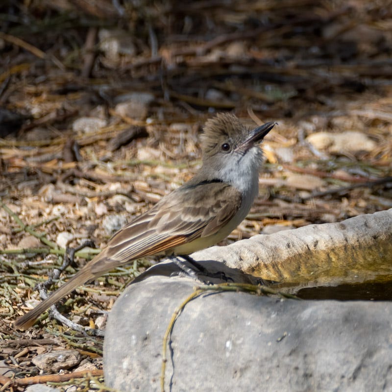 20250710-SantaGertrudis-61-Edit.jpg 20250710-SantaGertrudis-61-Edit.jpg