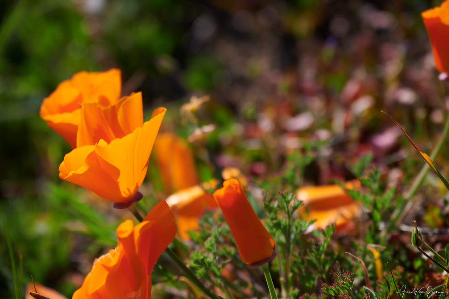 May be an image of flower and nature