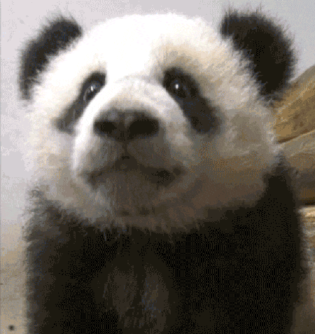 Gif of a baby panda being bottle-fed by veterinarians at the Berlin Zoo