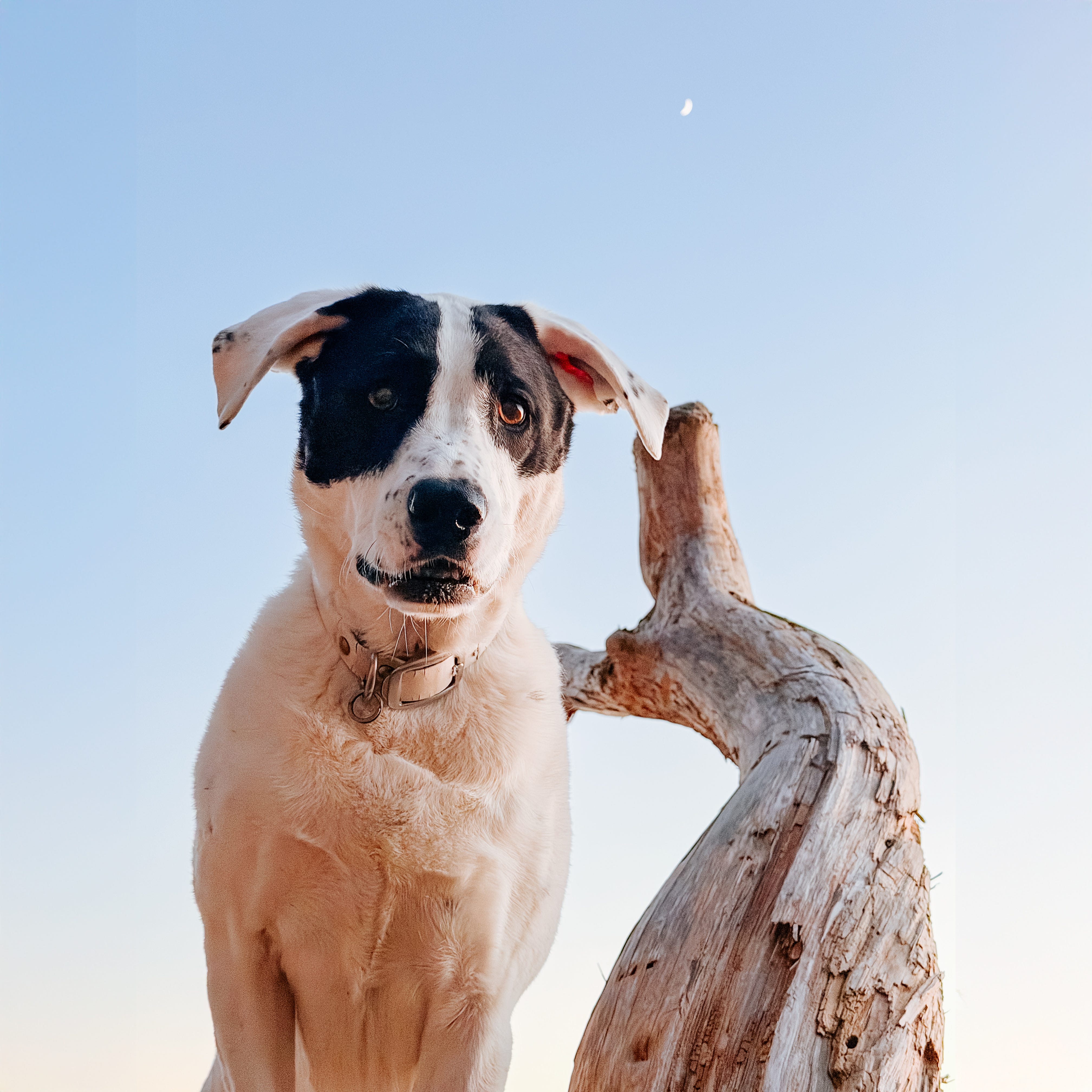 The Internet is Drugs - by Andrew Knapp - How To Be A Dog