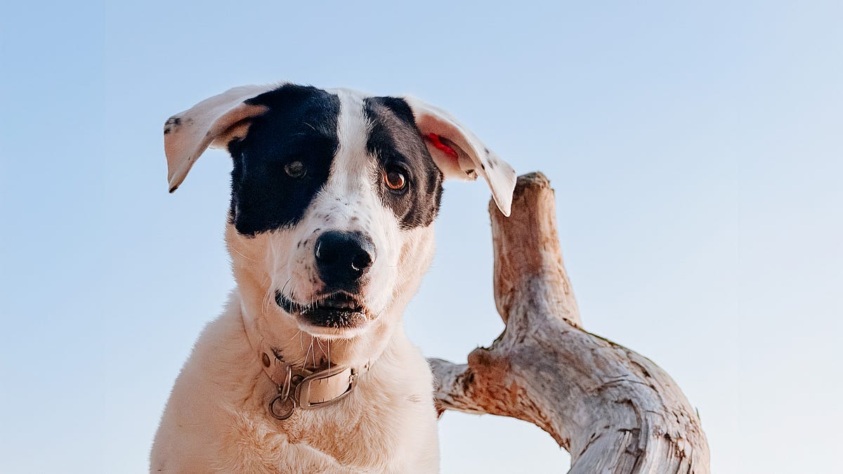 The Internet is Drugs - by Andrew Knapp - How To Be A Dog