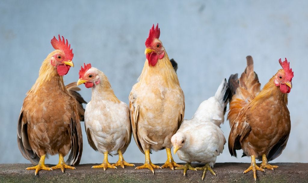 bird flu pandemic poltry farm bird flu pandemic poltry farm