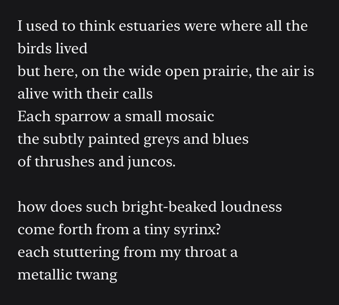 A screenshot of part of Lia’s poem, a sound escapes me. It reads: I used to think estuaries were where all the birds lived. but here, on the wide open prairie, the air is alive with their calls. Each sparrow a small mosaic. the subtly painted greys and blues of thrushes and juncos. how does such bright-beaked loudness come forth from a tiny syrinx? each stuttering from my throat a metallic twang.