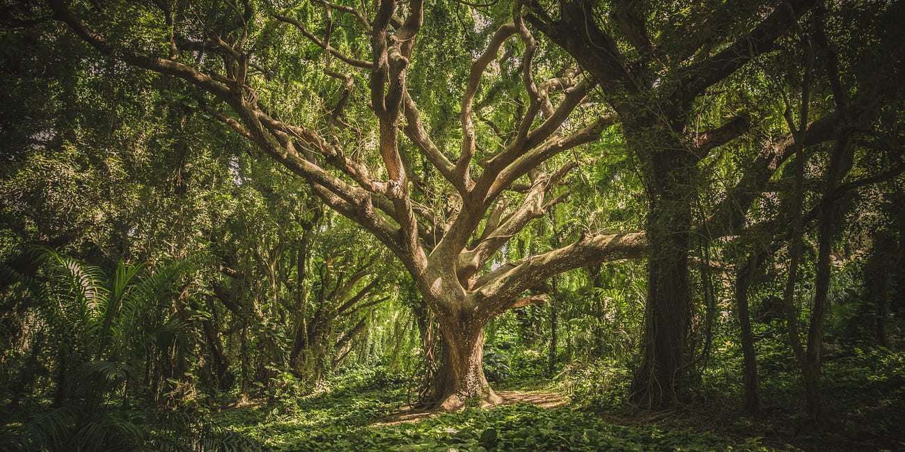 The Hidden Life of Trees