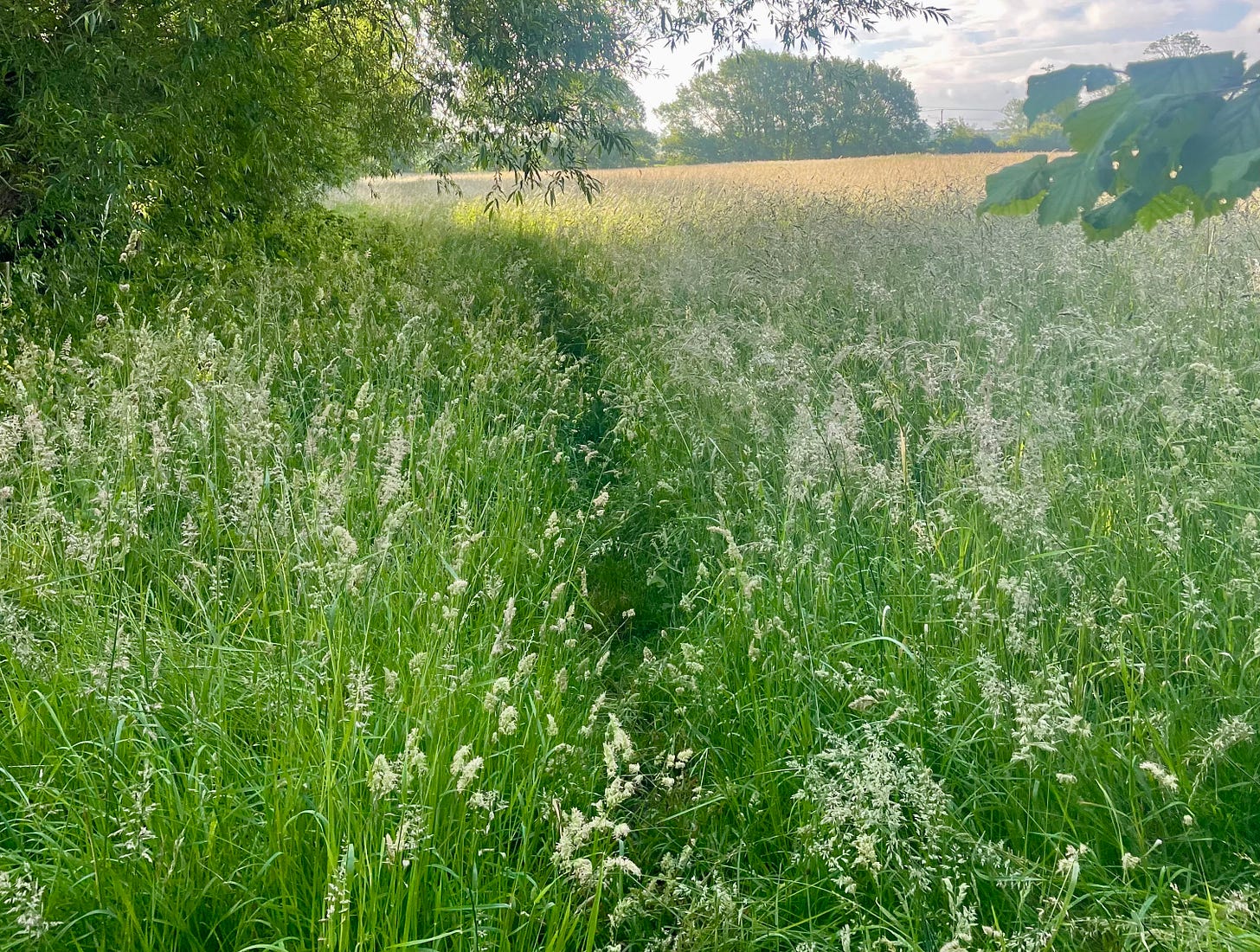White grassy flowerheads in a sea of green White grassy flowerheads in a sea of green
