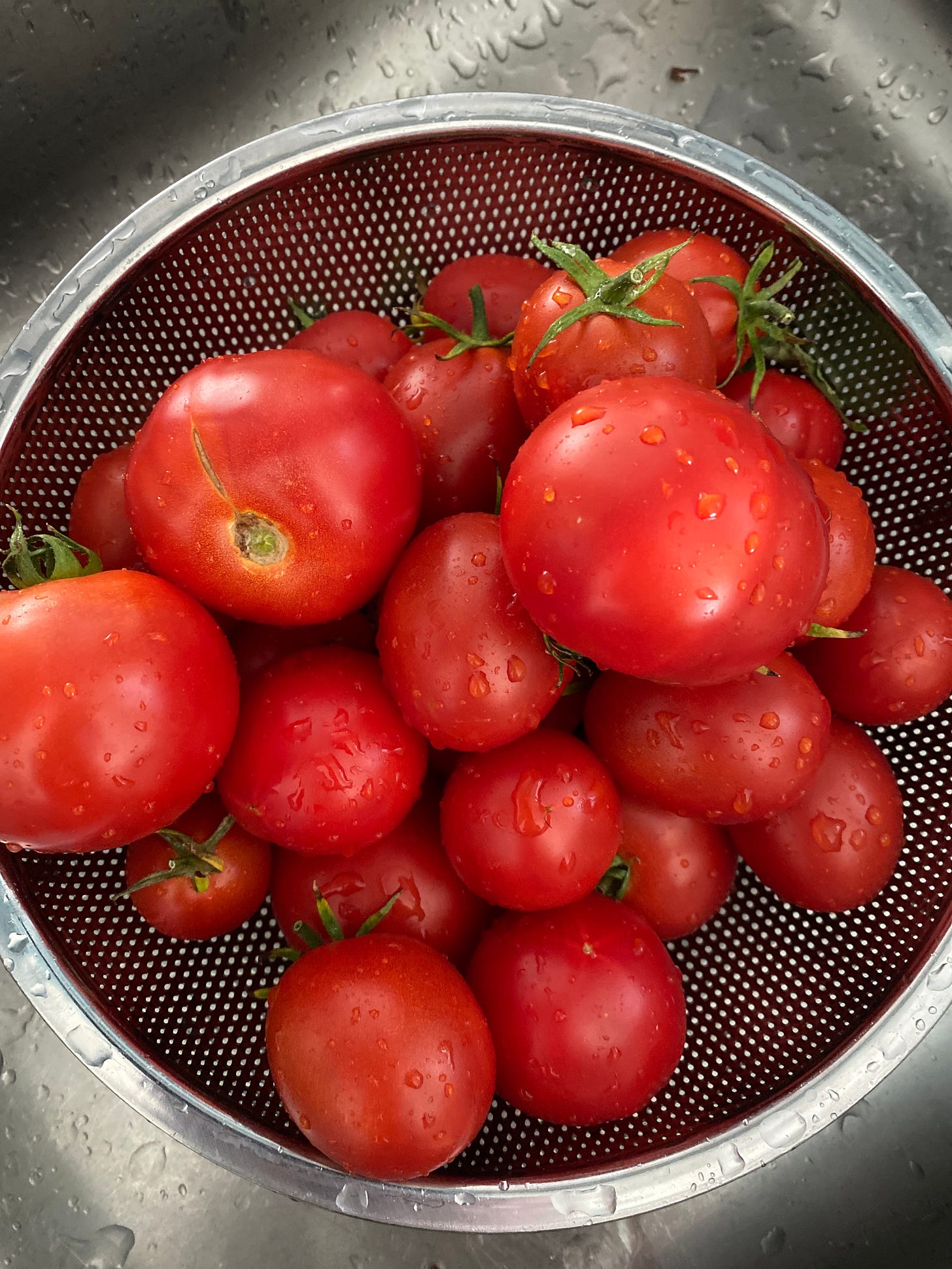 Colander of wet tomatoes