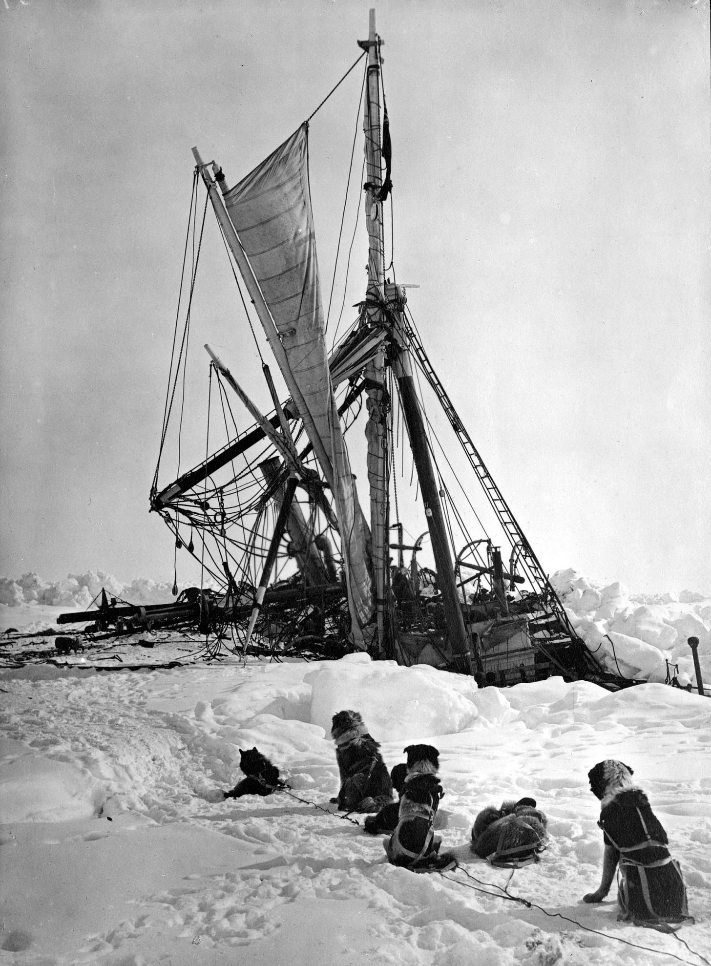 Husky dogs watching on as Shackleton's ship Endurance sinks