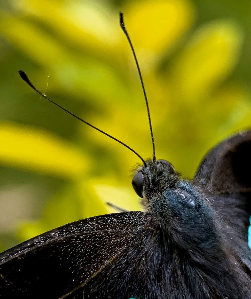 blue and black butterfly perched on yellow flower