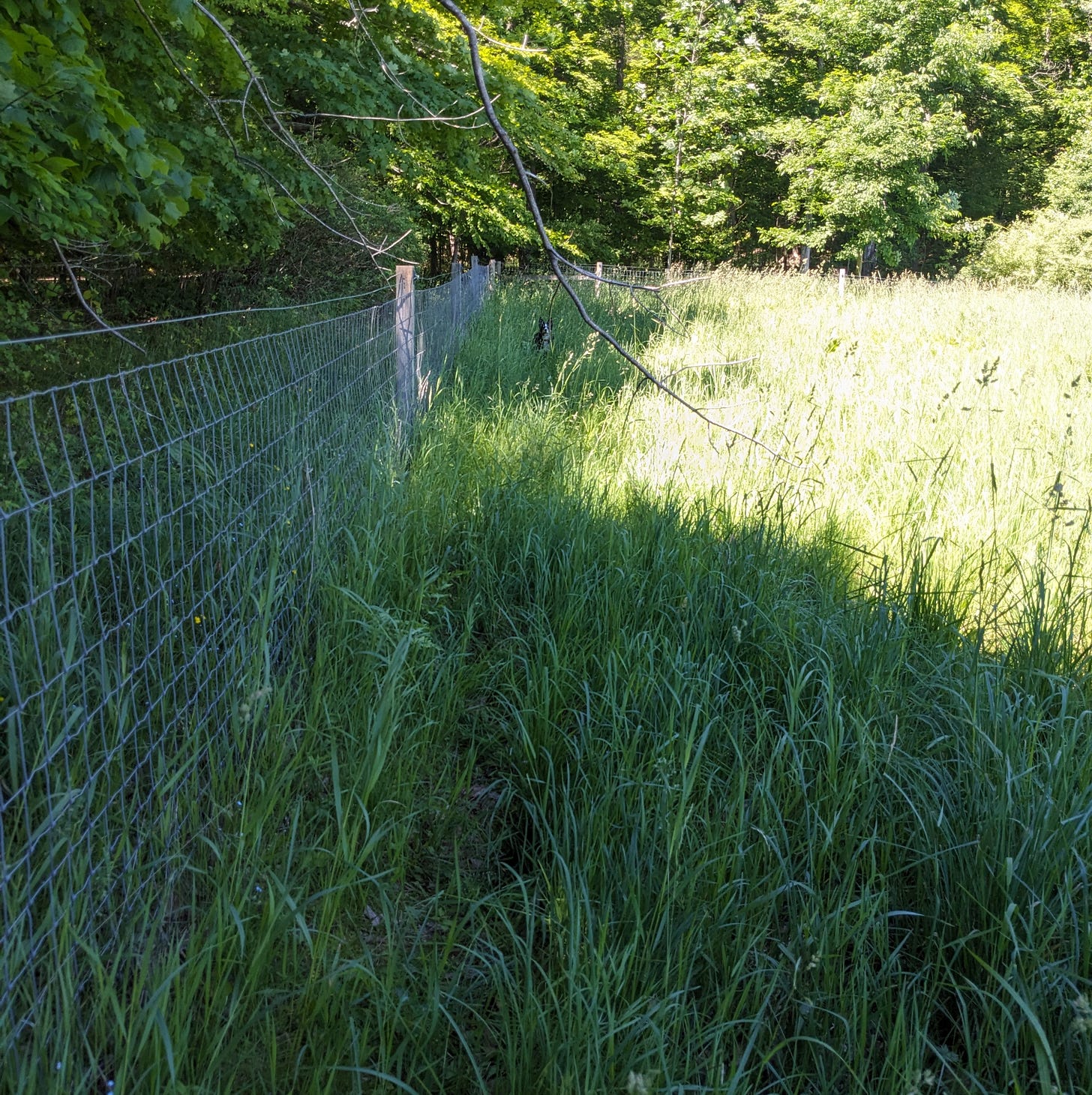 Border collie partially hidden in tall grass in the distance