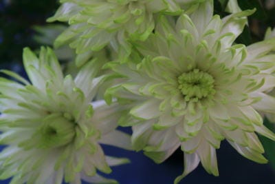 Photo by Kat McCarthy