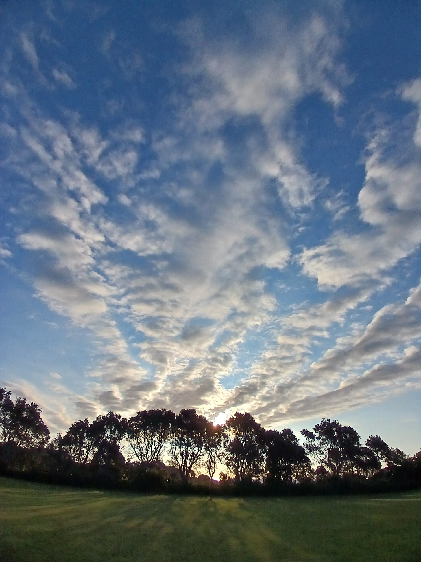 Blue sky before sunset with trails of white clouds, a row of trees