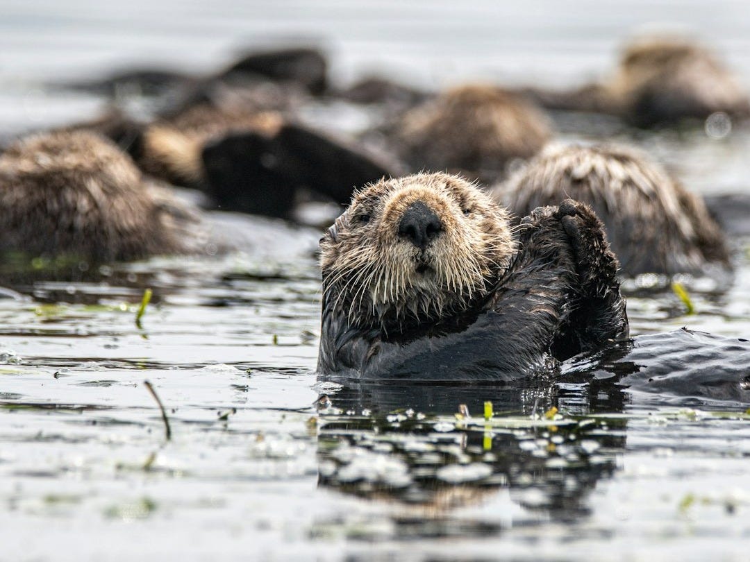 brown and black sea lion on water during daytime