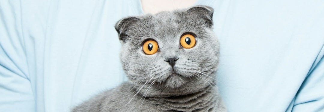 gray cat gray cat