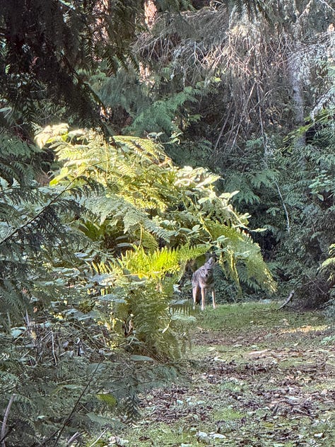 photos of a wood burning stove, red berries, a table strewn with autumnal foliage, a coyote in the woods, a handwritten letter with a painted postcard, and Megan framed by a cabin doorway