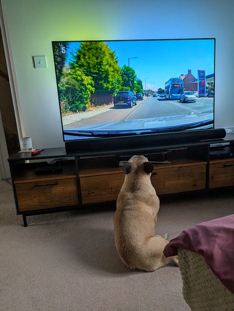 A selection of images from the last week of Leffe my pet Frenchie and Wingman