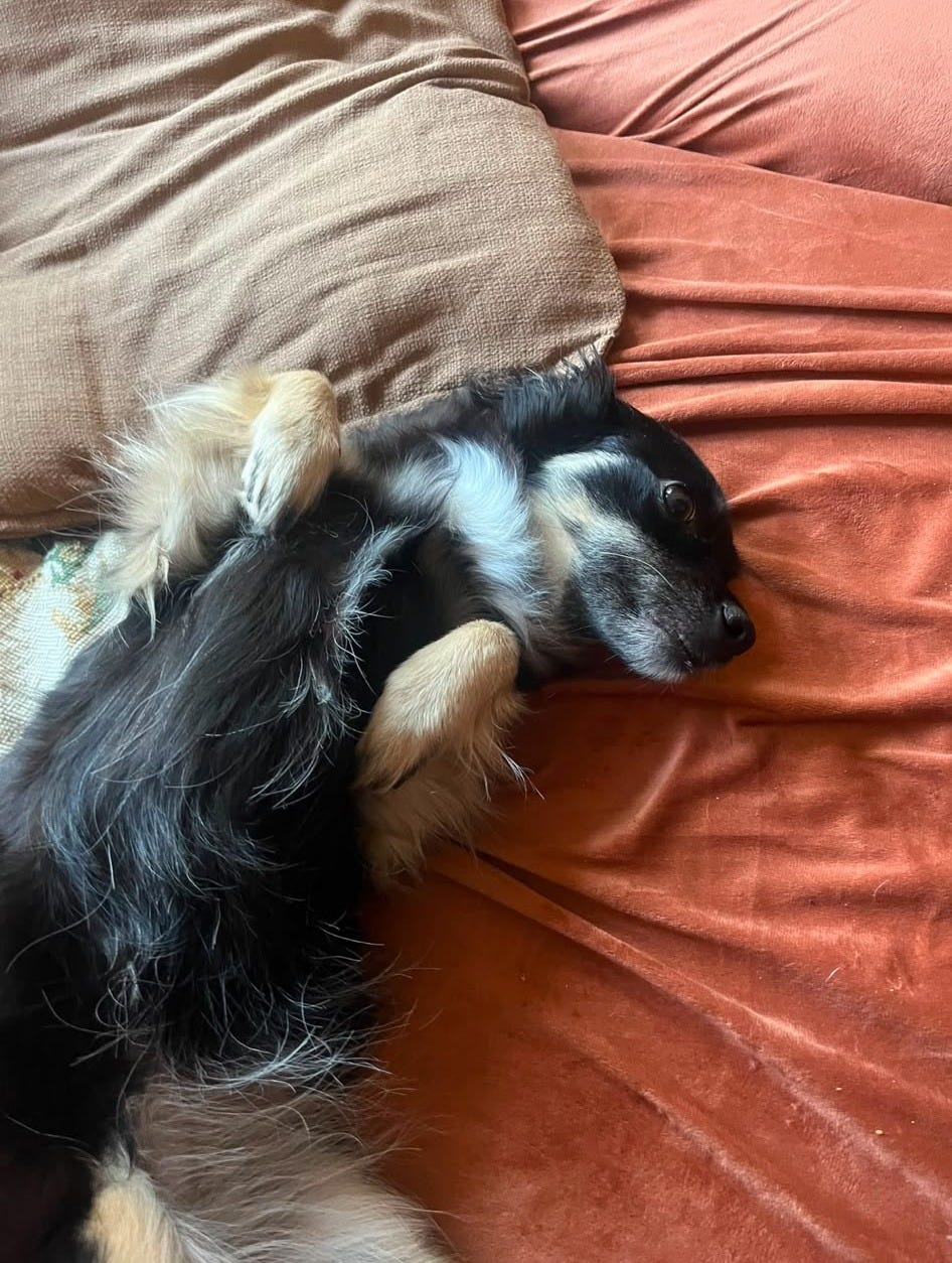 A small black-and-tan dog lies on its back among brown and rust-coloured cushions, paws curled towards its chest. A small black-and-tan dog lies on its back among brown and rust-coloured cushions, paws curled towards its chest.