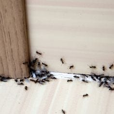 How To Quickly Get Rid of Ants | The Family Handyman