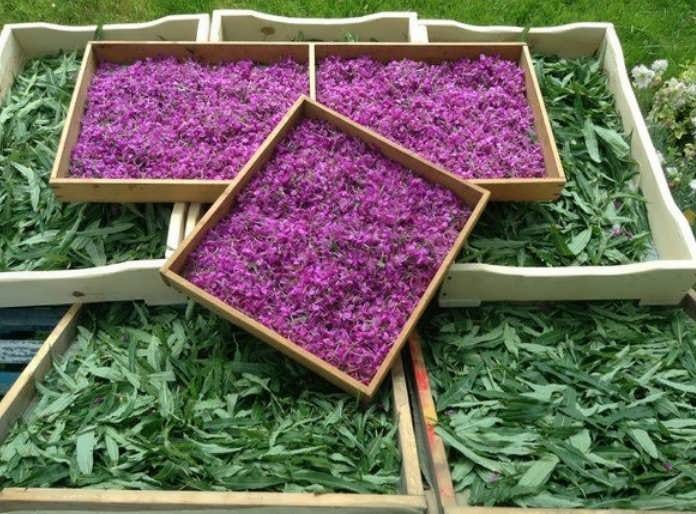 fermentation of tea