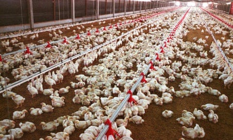 Chickens at a broiler farm in Thailand.